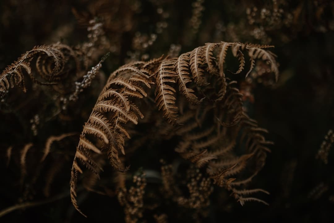 红烧鲤鱼怎么做